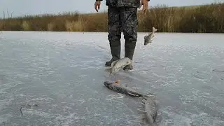 Первый лёд. Щука на жерлицы. Сезон открыт удачно. Она клюёт. . .