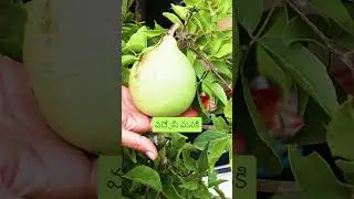 BEAUTIFUL మారేడు పండు #shorts #gardening #telugu #tips