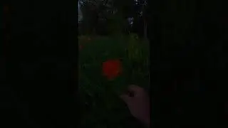 Берегите природу. Или она ответит... Аленький цветочек. Огоньки