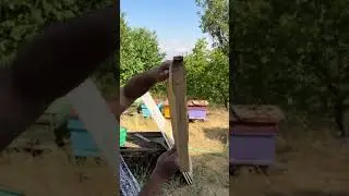 Բարի մեղրաքամ
