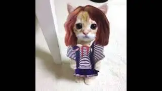 EL GATO-STRANGER THINGS😳