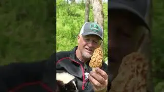 Pet skunk finds a mushroom 