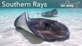 Southern Rays