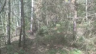 Сбор грибов 26.06.2023