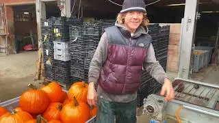 allerletzte Kürbis gewaschen