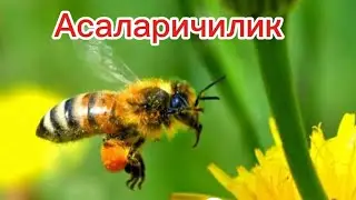 Андижон вилояти Жалакудук Тумани Асаларичилик Сирлари 18.04.2024. 