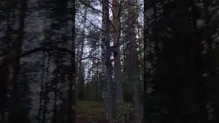 #лес #красота #nature