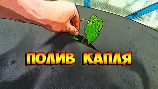 Капельный полив на огурцах и геотекстиль.