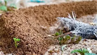Beautiful Ant Making New Home at Morning