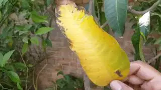Heat wave effect on my garden ☹ | Heat wave in Pakistan