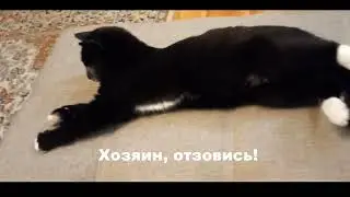 Чья потеряшка?