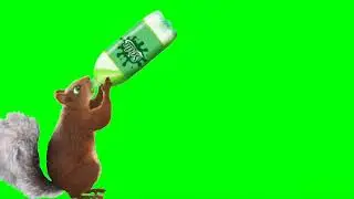 green screen squirrel  HD screen animation effects