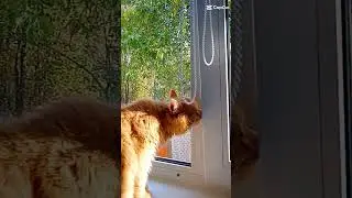 давно не было Томаса
