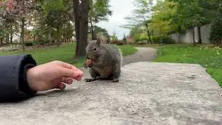 A girl feeds a squirrel in an autumn park