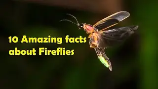 10 Amazing facts about Fireflies 🪲