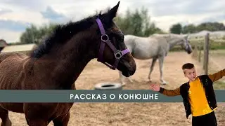 Где живут лошади? Кто такой Юра? Смотри до конца, чтобы узнать.
