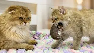 The cat brings the kitten to dad cat. Why is Leo growling?