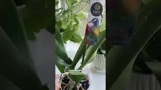 Лемана ПРО и мой любимый отдел садоводства 🥰