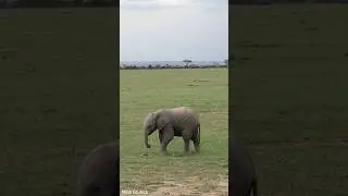 Adorable Baby Elephant Joins with Its Family #animals #babyelephants #facts #elephantfamily