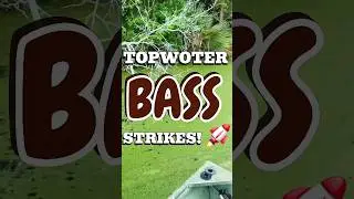 Topwater Bass Blowups with Frogguru Baits! 🎣 #FishingLife #Fishing #BassFishing #Frogguru