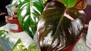 Целые поля интересных комнатных растений. Во главе-ароидные!