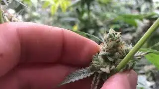 Week 5 canopy management