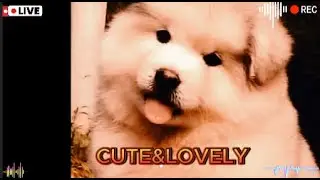 LOVELY&CUTE#아기웃음#귀여운아기동물#강아지힐링영상#폭싹속았수다#동물농장#아기동물영상#LAUGHS#HAPPY#HEALING#RELAXING#NATURE#AI#ASMR#GOD
