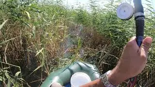 Сход карпа и одного уговорил.