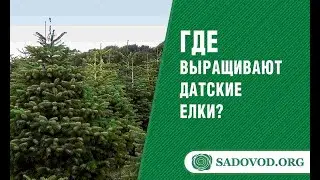 Где выращивают датские елки