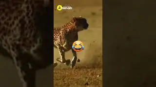 Cheetah Vs Farting Deer