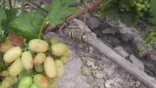 Сорт винограду 