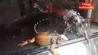 Cara Memandikan Iguana yang Benar untuk Pemula
