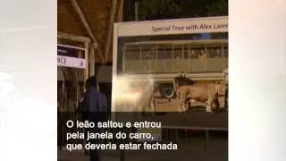 Leoa mata turista em safári