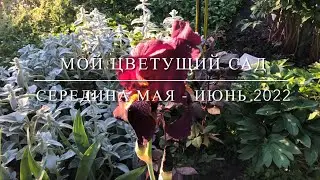 Мой цветущий сад май-июнь 2022