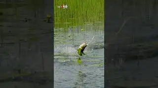 Z-Man Goat BLOWN UP by Bass!! 