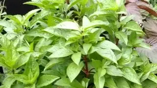 Grow Basil From Cuttings | Endless summer supply