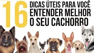 Dicas Para Você Entender Melhor seu Pet