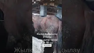 Жылқы бордақылау тайлар