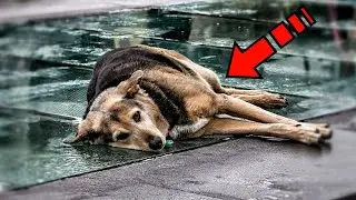 The owners threw the dog on the road and drove away. But the incredible happened!