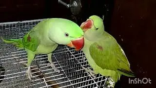 Parrot Pantomime: A Feathered Performance #parrot #parrotchirping #parrottalking #parrotlover