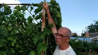 Выбираем размер двухплоскостной шпалеры для выращивания винограда