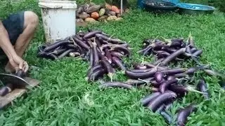Reject na Talong para sa mga Manok at Kambing