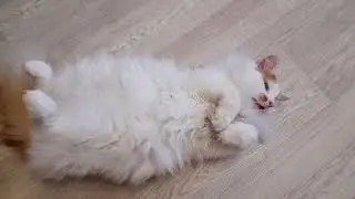 Котик разрешает гладить животик