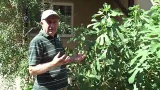 Vrei să plantezi/înmulțești smochin prin butași? Merită, e simplu!