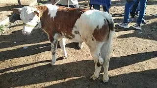 Бугунги бозор бошкача булди Тепакургон бозори
