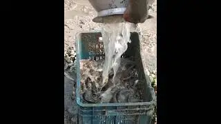 village  Fishing  || Fish Catching in the Beautiful Pond