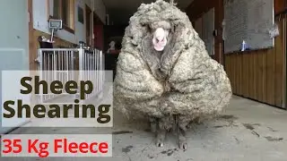 Sheep shorn off 35kg fleece after being rescued in Australia