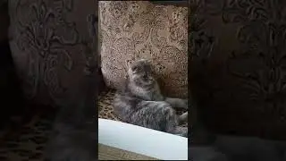 Когда твоё пение бесит даже кошку 