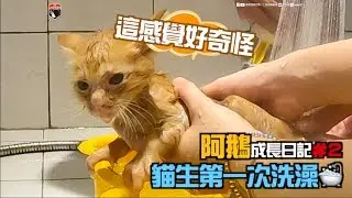 @上發條俱樂部 阿鵝成長日記＃２＿阿鵝貓生第一次洗澡