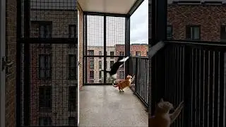 ✅ Transforming an Empty Balcony into a Dream Catio 🐾